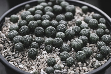 Close up of cactus plants in the pot