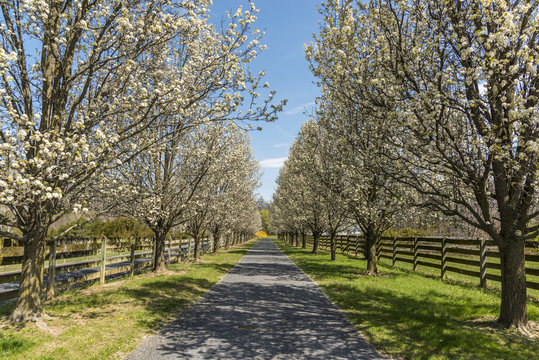 Rows of blossomed trees on a small road