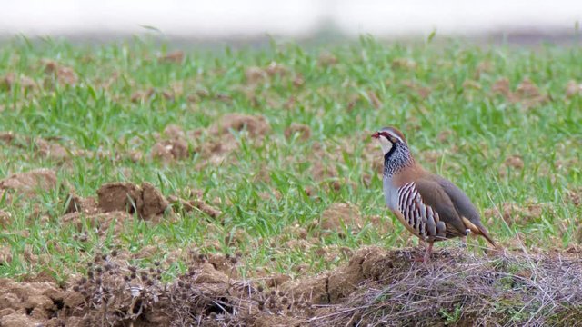  Red-legged partridge (Alectoris rufa) singing, Spain