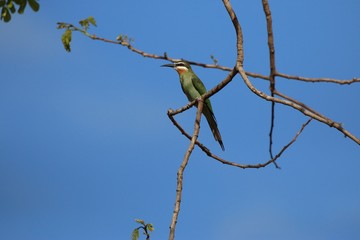Bienenfresser in Madagaskar