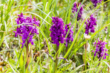 Sils, Bergorchidee, Blumenweg, Wanderweg, Bergwiese, Bergblume, Sommer, Oberengadin, Alpen, Graubünden, Schweiz