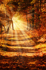 Sunny forest path in autumn