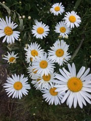 Obraz premium Blossom forest flowers
