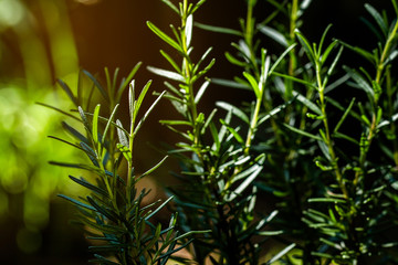 Fresh Rosemary Herb grow outdoor. Rosemary leaves Close-up