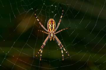 Close up spider and home - Stock Image