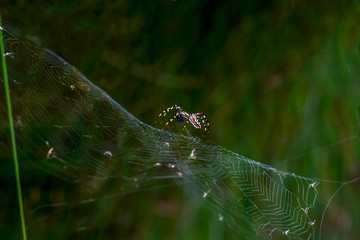 Close up spider and home - Stock Image