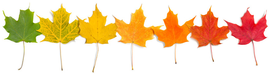 Maple Leaves Changing Color Overlapping