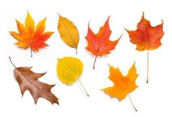 Isolated Autumn Leaves Maple Aspen and Oak Leaves