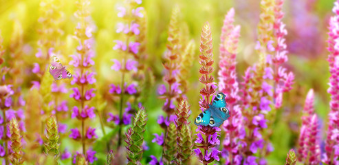 Naklejki  Piękne motyle na kwiatach polnych.