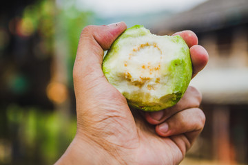 A Hand Holding a Fresh Piece of Guava,Hand with Guava