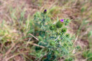 Flowering spear thistle from close