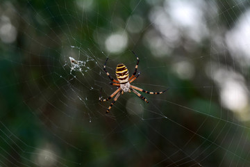Close up spider and home - Stock Image