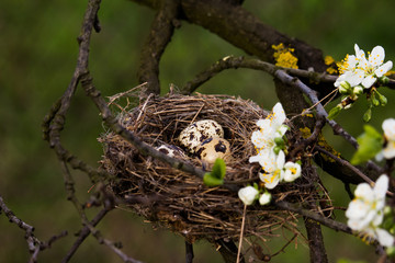 Two unattended quail eggs lying in the nest in the tree.