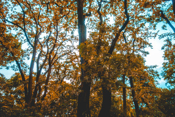 some orange colored treetops from the low angle view