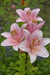FLOWERS - pink lily after a rain