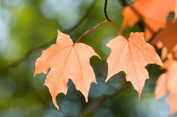 Beautiful maple leaves on green background during foliage in New England, USA
