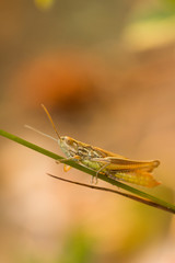 Closeup shot of a brown grasshopper standing still on a grass leaf.