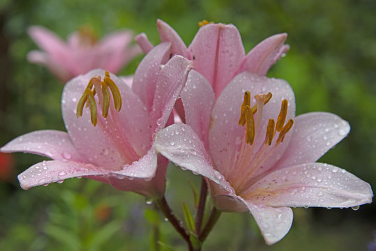 FLOWERS - - pink lily after a rain