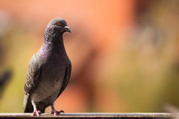 Wild pigeon standing proudly on a metal balk.