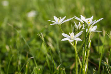 Isolated bunch of white flowers on a wild green meadow. Ornithogalum umbellatum.