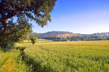 Wheat Field