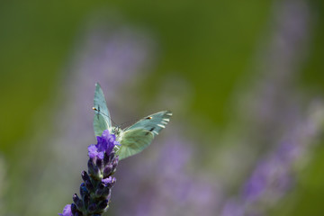 Stunning shot of a butterfly standing on a purple flower looking at the camera with its antennas up.