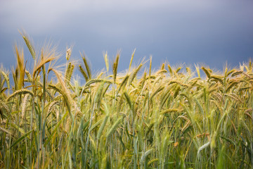 Field of wheat on a stormy day with dark blue stormy sky in the background.