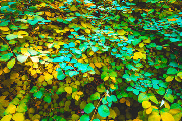 some colorful leafs in a bush as background texture