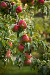 Ripe red apples hanging on a tree ready for picking. Close up.