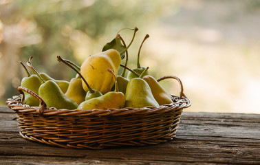 Delicious, ripe, freshly picked pears in a brushwood basket on a rustic wooden table.