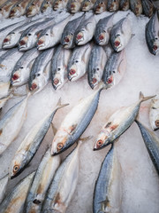 Obraz premium fresh fish in the market
