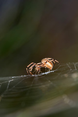 Close up spider and home - Stock Image