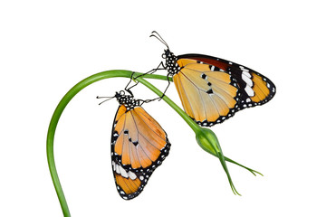 Closeup  beautiful butterfly  & flower in the garden.
