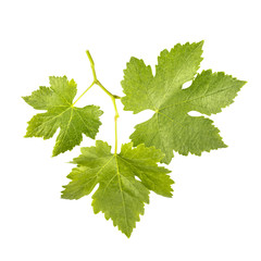 Photo of winemaking vine, isolated on white, with clipping path