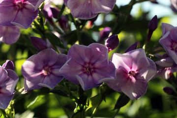 Violet phlox flower in the garden.