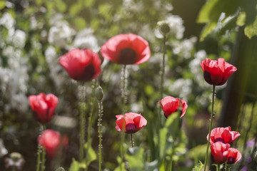 Fototapeta na wymiar poppy, flowers, garden, background