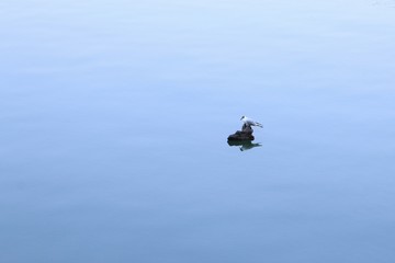 Fototapeta premium seagull on water