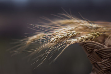 A pile of wheat in the brushwood basket flutter on the wind; shallow depth of field; soft effect.