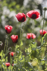 poppy, flowers, garden, background