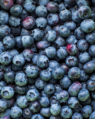 Surface is covered with a thick layer of blueberries, moorland harvest. Natural background. Vaccinium uliginosum (bog bilberry, bog blueberry, northern bilberry or western blueberry) heath family
