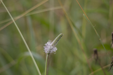 Macro shot of the blossom of a ribwort in a meadow