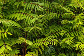 Fototapeta premium Close up of rainforest showing natural pattern of fern leaves