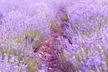 Obraz na płótnie Canvas Lavender Field in the summer