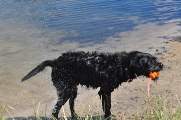 Abkühlung für den Hund im Wasser, ein schwarzer nasser Labradormischling kommt mit seinem...