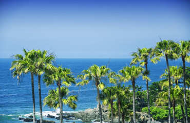 Naklejka premium Palm trees on the PCH in Malibu California