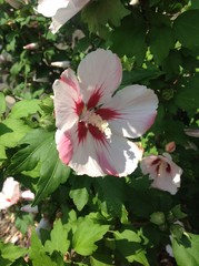 Hibiskus © Eric