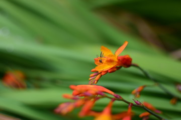Summer flora after rainfall