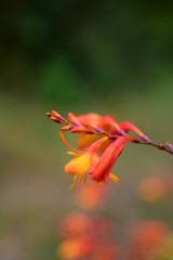 Summer flora after rainfall