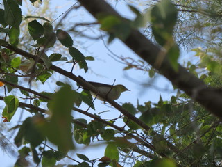 Uccello