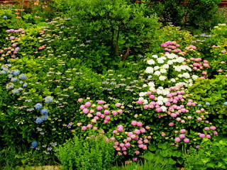 放水路土手の紫陽花咲く風景